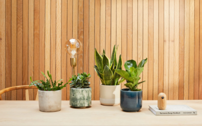 Cómo cuidar tus plantas de interior en verano