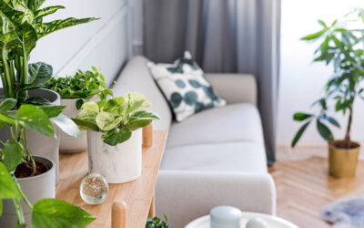 Decorar el salón con plantas naturales🪴