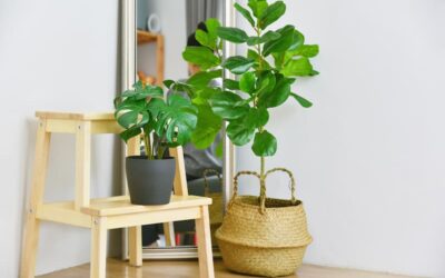 Consejos para decorar con plantas artificiales